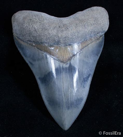 largest megalodon tooth for sale.